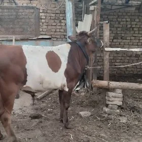 öküz
