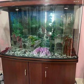 akwarium