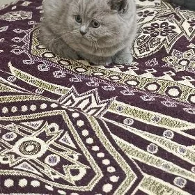 котёнок