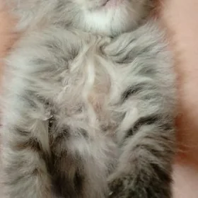 британский котёнок
