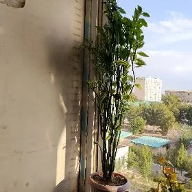цветы