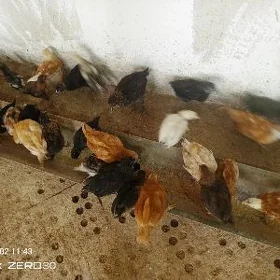 жуйже