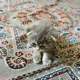 Котик