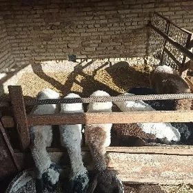 гойунлар