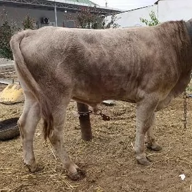Şwet öküz