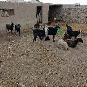 Berre we Ÿaş geci, Dog