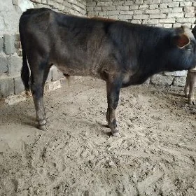 ȘWES OKÜZ ARASSA TOHUM