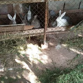 TOWŞAN GYSSAGLY SATLYK