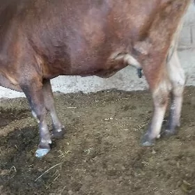 goleli sygyr saglyk
