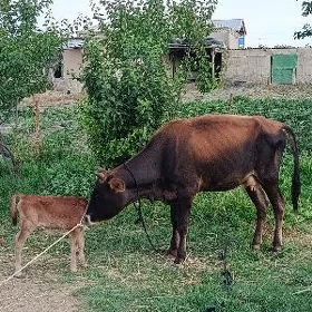Goleli sygyr