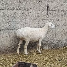 öweç goÿun baklan işek bar