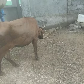 sygyr bakymlyk
