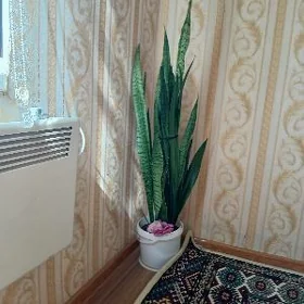 Sansiweriya gŭl
