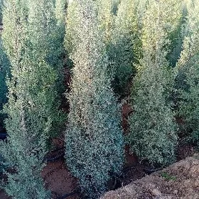 bag tuya arizona yolka туя ёлка аризонский кипарис  туя перемедальный туя золотистый
