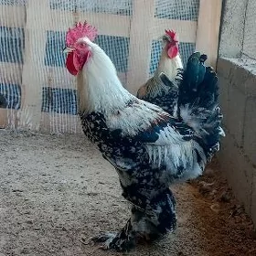 Balgar horazlar