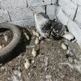 Kűrkden çykan Induk