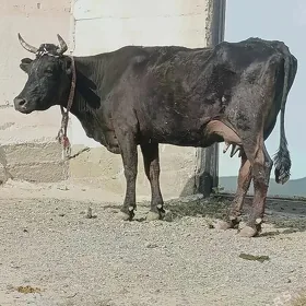Ala Mallar