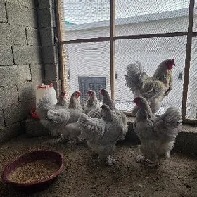 Brama yumurtga
