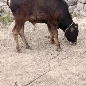 ÖKÜZ ŞWES