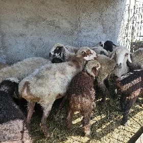 goýun