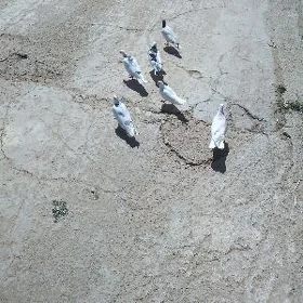kepderi