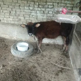 okuz okuzce gole