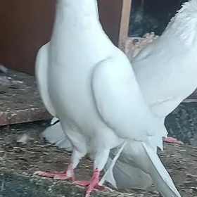 kepderi