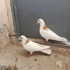 kepderi.