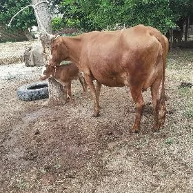 saglyk sygyr