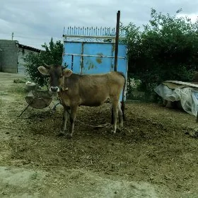 Okuz tuwe