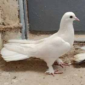 kepderi.