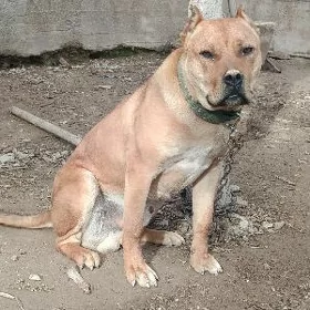 Pitbul
