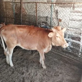 gaçar