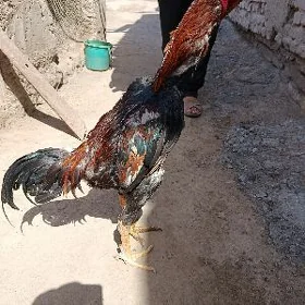 özbek horaz