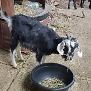 Geçi