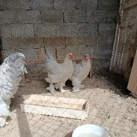 Brama lawanda