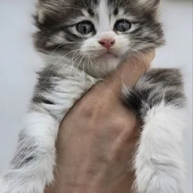 Кокося, 1,5 мес