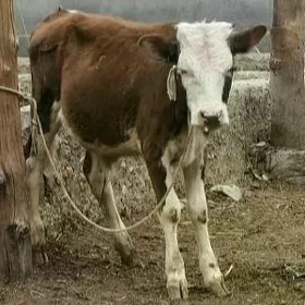 öküz