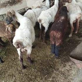 Guzuly goŷun