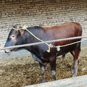 okuzler