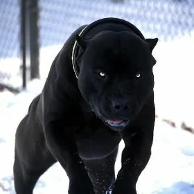 питбуль pitbull