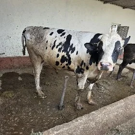 öküz ala