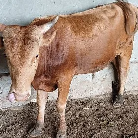 öküz
