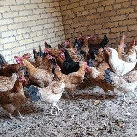 Towuklar dogup dur