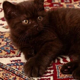 шотландский прямоухий котенок