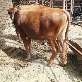 ökiz