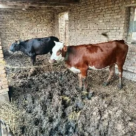 Gunajynlar jemi 3 sany
