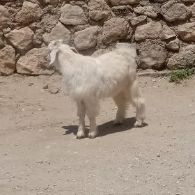 geçi owlak