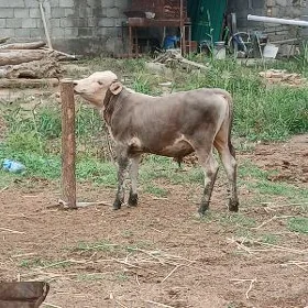 ÖKUZ