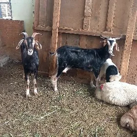 Owlakly Geçi.(Gysyr Geçi )